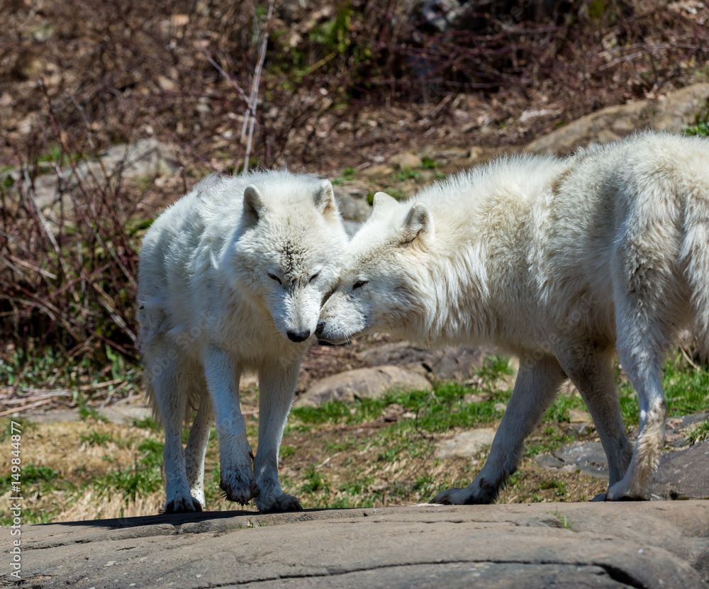 White Arctic wolf in a forest in Northern Canada alert and looking for prey, taken just after the snows had cleared in early April.