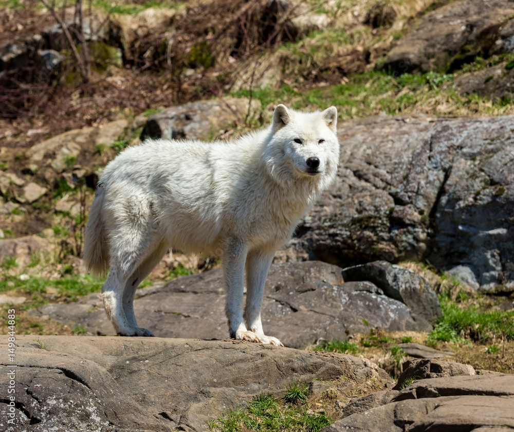 Obraz premium White Arctic wolf in a forest in Northern Canada alert and looking for prey, taken just after the snows had cleared in early April.