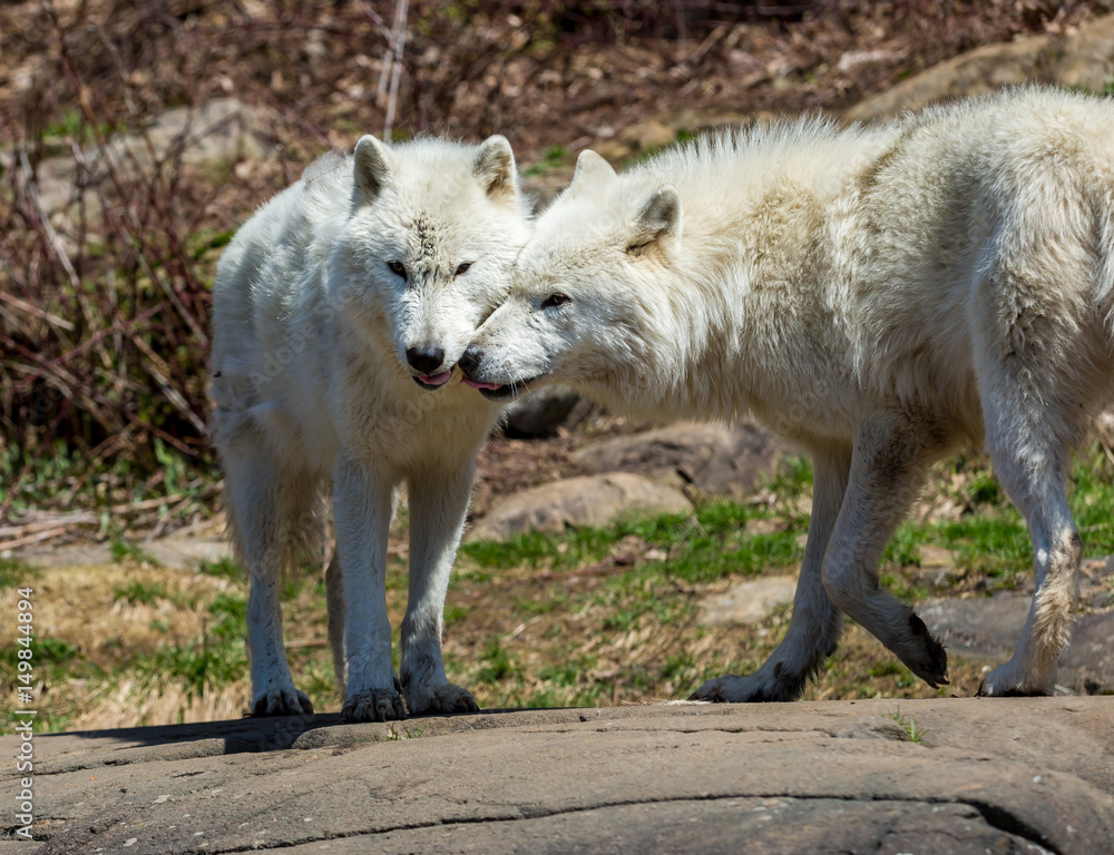 White Arctic wolf in a forest in Northern Canada alert and looking for prey, taken just after the snows had cleared in early April. White Arctic wolf in a forest in Northern Canada alert and looking for prey, taken just after the snows had cleared in early April.