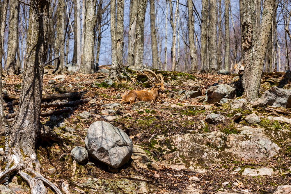 Alpine Ibex resting on a mountainside in Quebec Canada. Alpine Ibex resting on a mountainside in Quebec Canada.