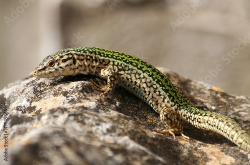 Lizard