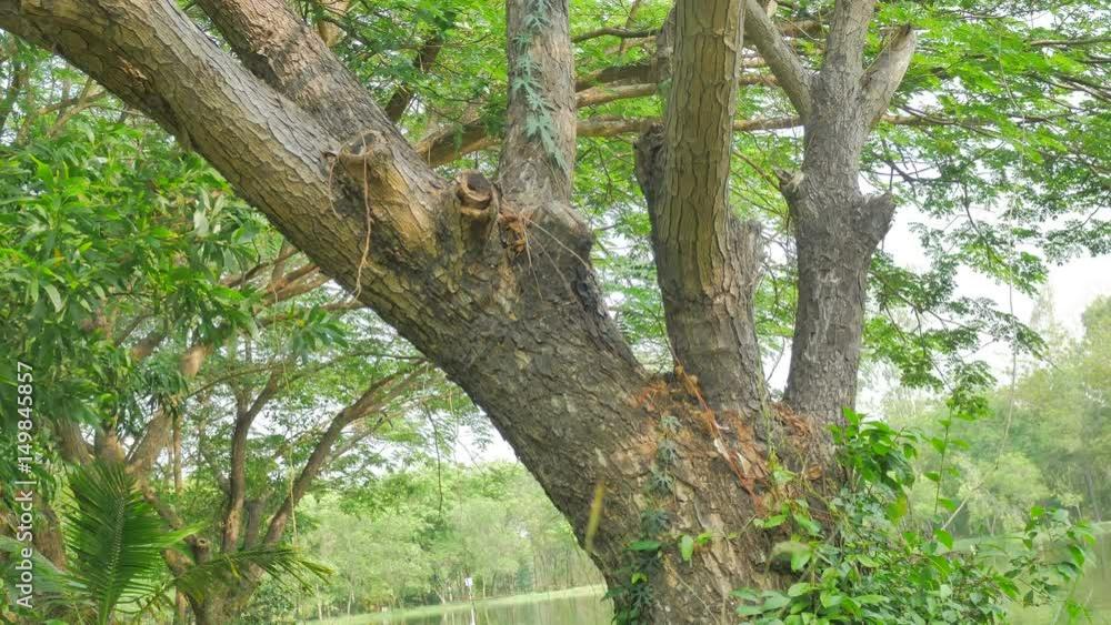 Trees  in the garden