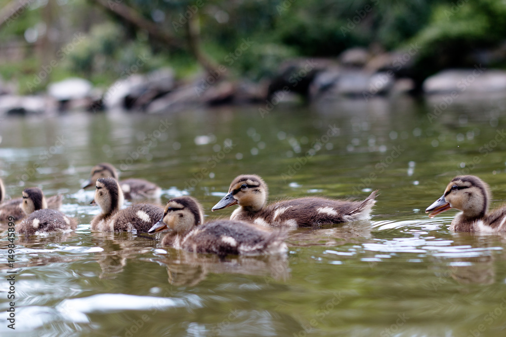 Group of young ducks swimming next to their mother in a lake Group of young ducks swimming next to their mother in a lake