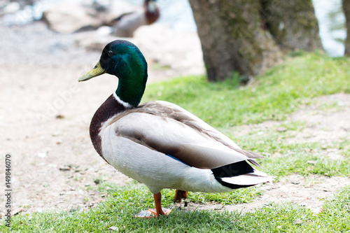 Single duck standing outside of a lake