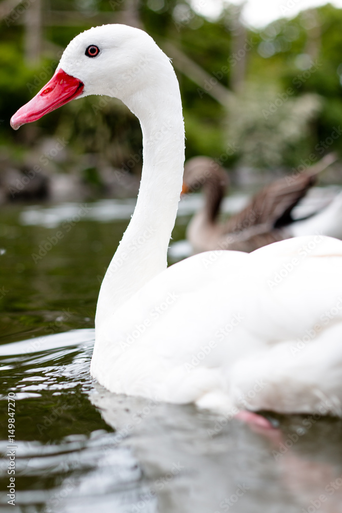 Fototapeta premium Close up of a single white swan with red beak and red eyes in the water