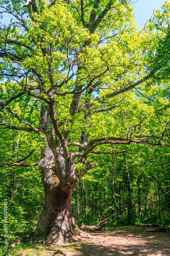 Old relict green oak tree with spreading branches in sunny summer forest of Caucasus. Vertical scenery