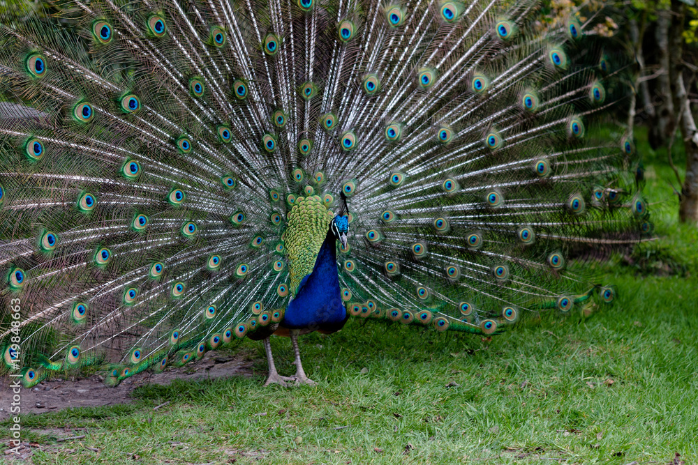 Obraz premium Indian Peafowl stretching its magnificent tail train