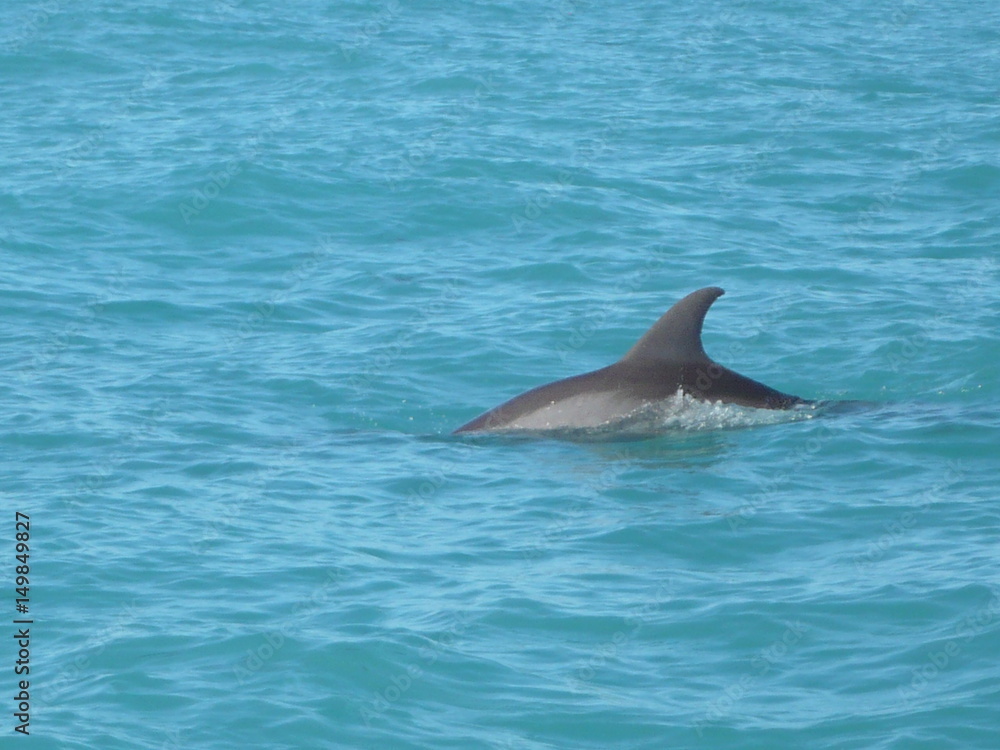 Naklejka premium Dolphin swimming in the blue ocean