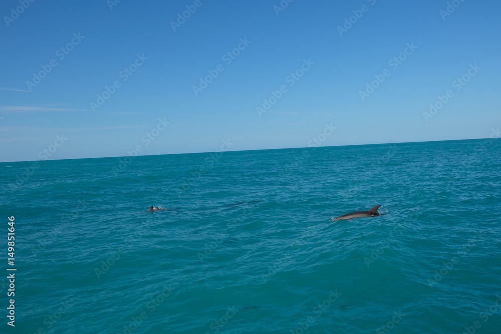 Obraz premium Dolphins in Florida's water