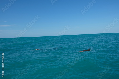 Dolphins in Florida's water © Sandra