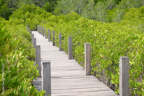 Mangrove forest Nature and Forest Klaeng in Rayong  Thailand