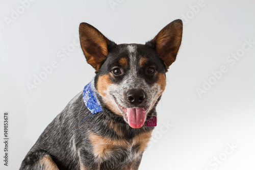 dog smile