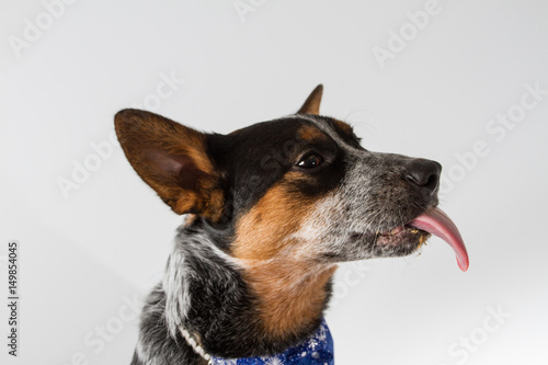 dog tongue