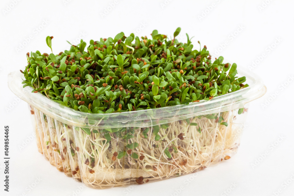Alfalfa sprouts (Medicago sativa) isolated in white background Alfalfa sprouts (Medicago sativa) isolated in white background