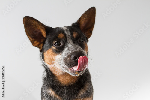 Dog tongue