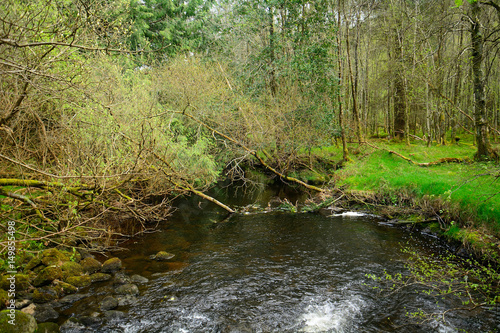 Glenealo Creek  Glendalough  Ireland