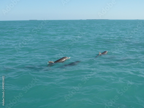 Dolphins in Florida's water