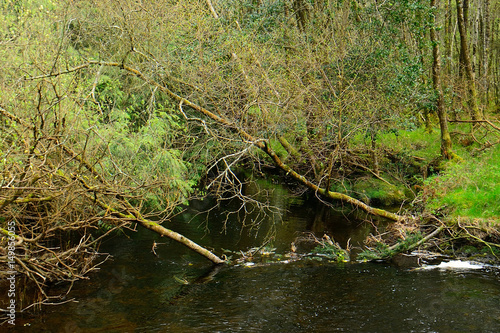 Glenealo Creek  Glendalough  Ireland