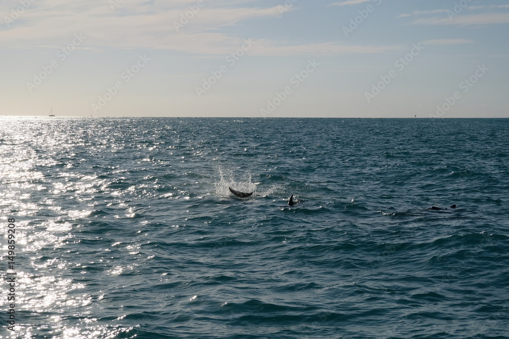 Obraz premium Angfy dolphin hitting its fin onto the water