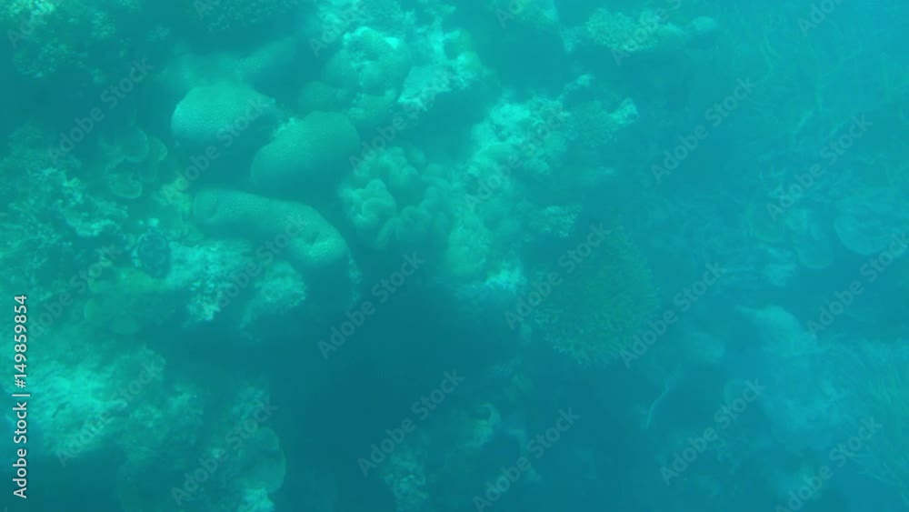 Underwater, Great Barrier Reef, Dolly Underwater, Great Barrier Reef, Dolly
