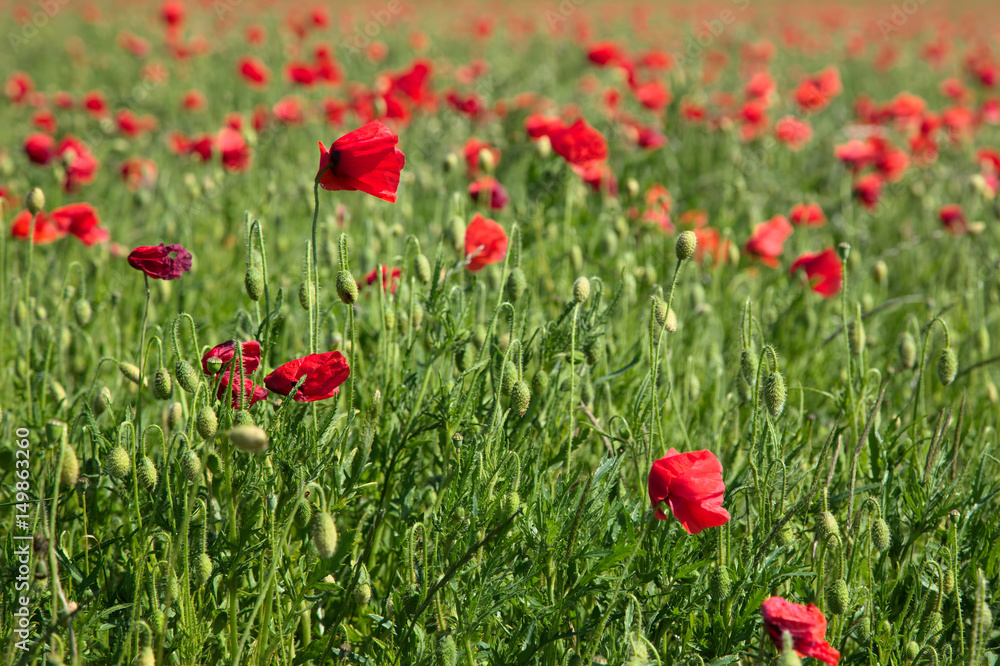 Field of Poppies in Sussex