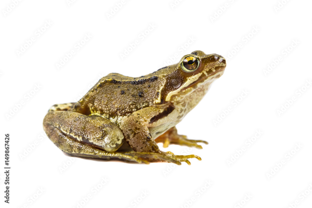 Common frog on white Common frog on white