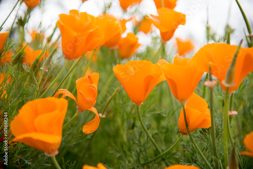 Field of California Poppies photo