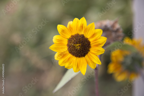 Flower in the sun