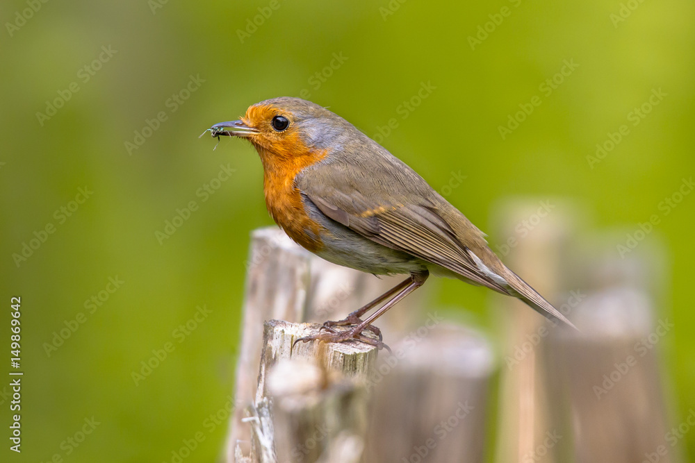 European Robin on fence with insect prey