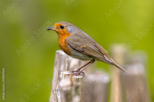 European Robin on fence with insect prey © creativenature.nl