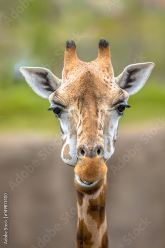 Frontal portrait of southern giraffe © creativenature.nl