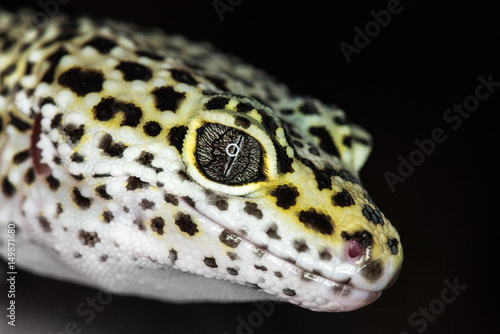 Gecko © Tiffany