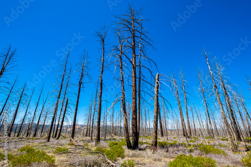 Bryce Canyon Forest