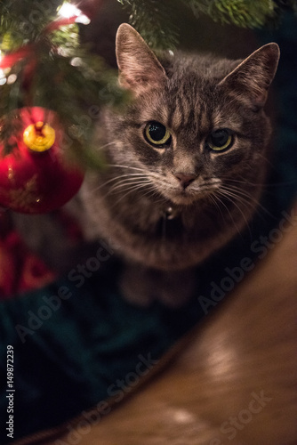 Christmas Cat Contemplates Ornament