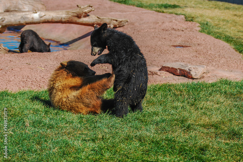 Bear Cub Shenanigans photo