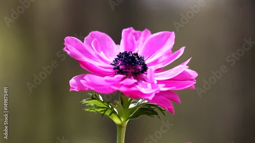 Close up of pretty Pink Anemone flower in Spring season