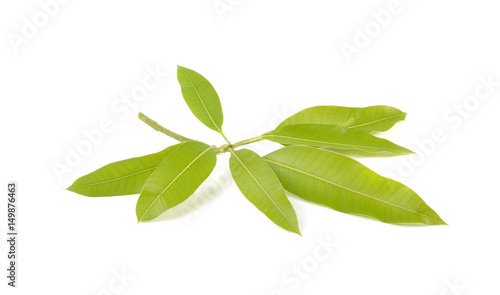 leaf mango