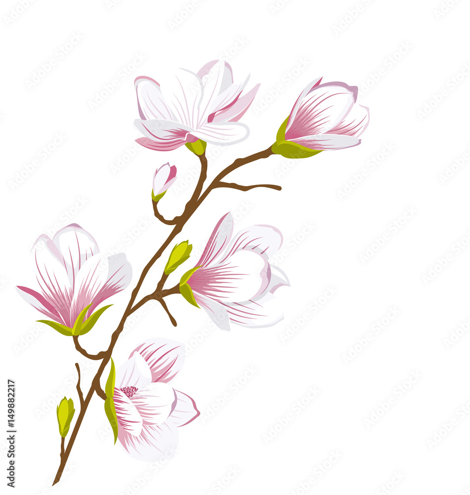 Cute Magnolia Branch, Blossom Flowers Cute Magnolia Branch, Blossom Flowers