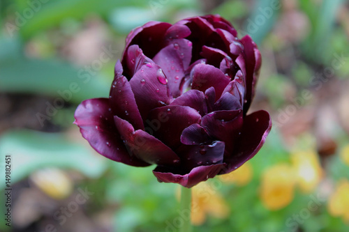 Wallpaper Mural Purple Flower Torontodigital.ca