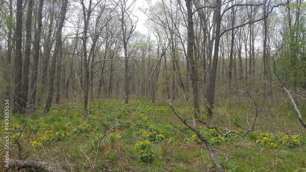 nature hills forest лес природа nature hills forest лес природа