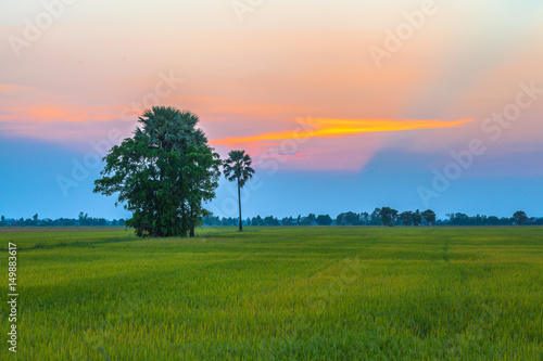 green fields in twilight photo