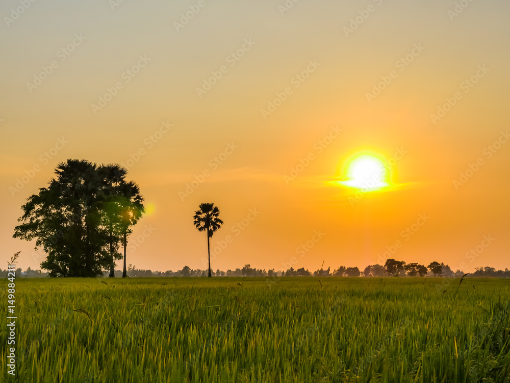 rice fields in sunset.The rice husk from green starts to turn yellow. Close to rice harvest time. Farmers have to pump water in rice paddies out of paddy fields to harvest rice.