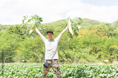 大根の収穫