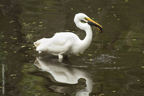 Принти на полотні Great egret with a bullhead catfish in its mouth, everglades.
