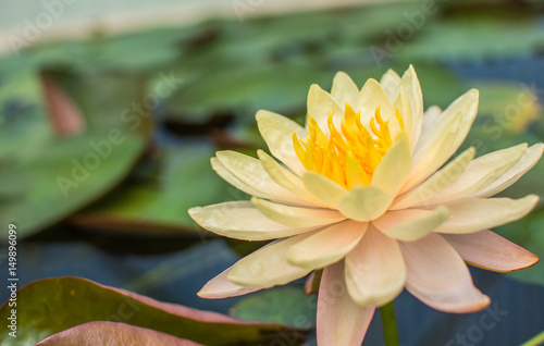 The beautiful lotus on the surface, with clear light, can put advertisement text in rich colors and clear images.