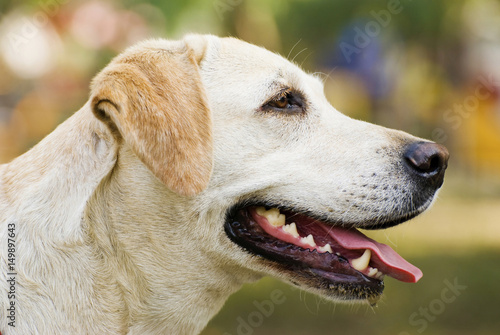 Labrador Retriever dog Portrait outdoor © TPG