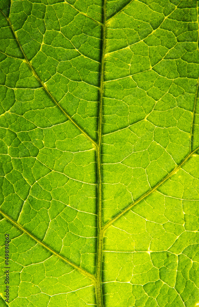 leaf texture leaf texture