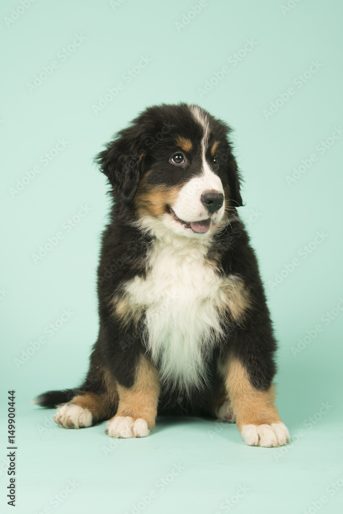 Bernese Mountain Dog puppy on green background Bernese Mountain Dog puppy on green background
