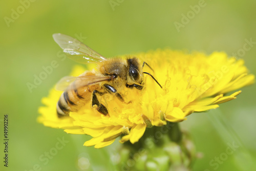 Bee and dandelion flower © TPG