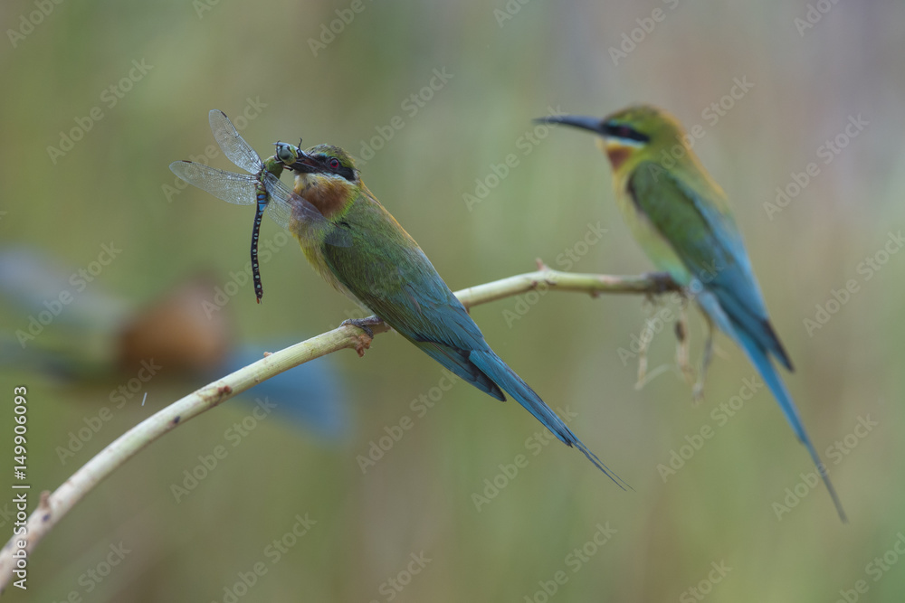 Blue-tailed bee-eater , Beautiful bird